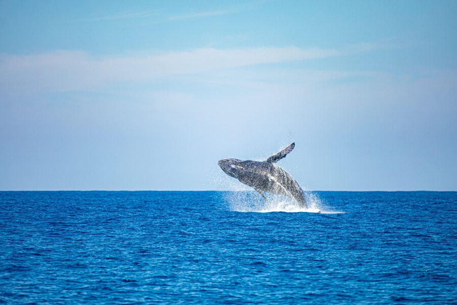 Avistamiento de Ballenas, Los Cóbanos