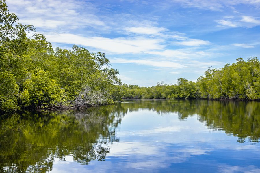 Bahía de Jiquilisco, manglares